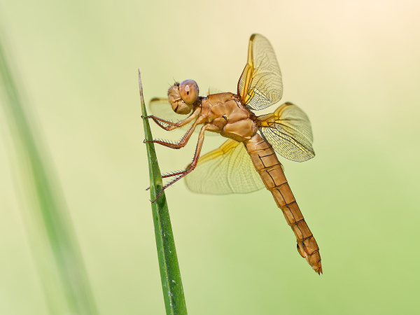 Flame Skimmer