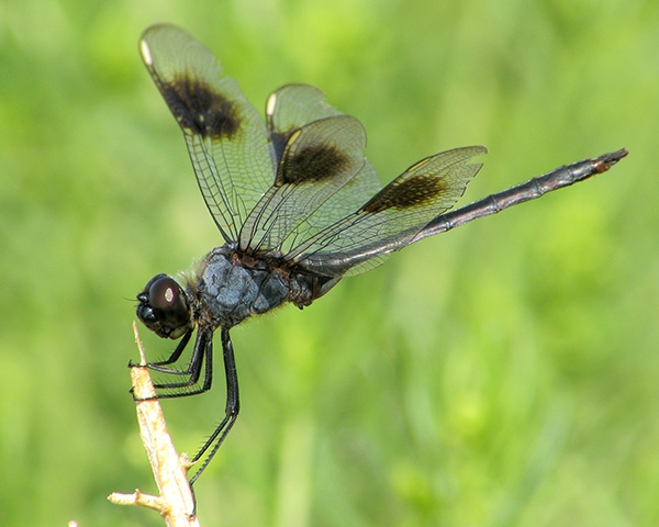 Four-spotted Pennant | Arizona Dragonflies