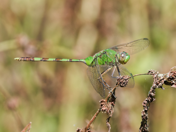 Great Pondhawk