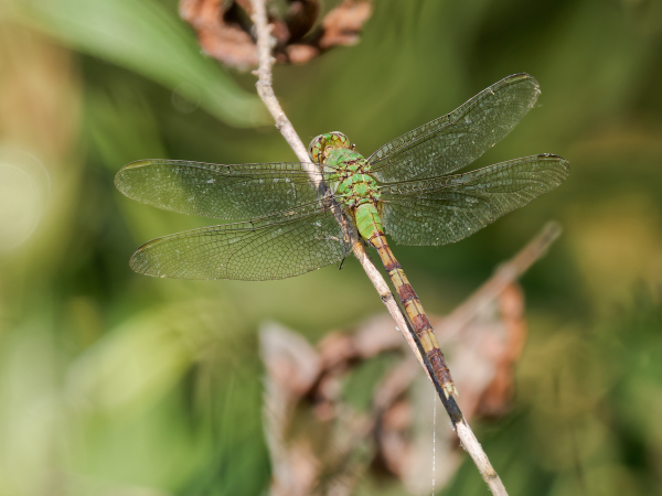Great Pondhawk
