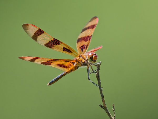 Halloween Pennant