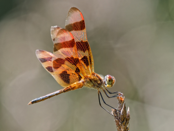 Halloween Pennant