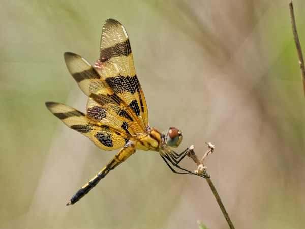 Halloween Pennant
