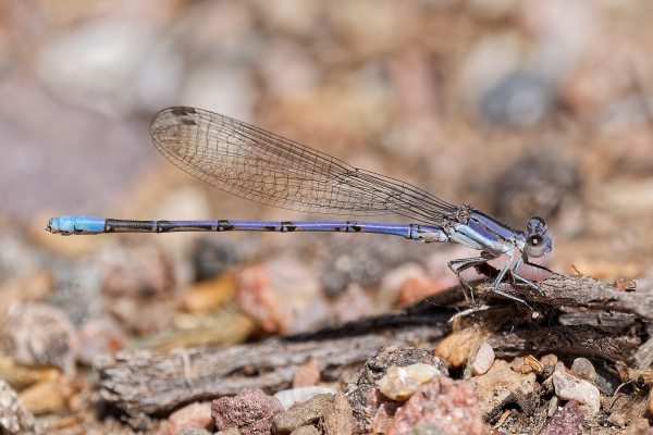 Lavender Dancer, Male, Sycamore Creek, Maricopa, AZ, 5 April 2026 Lavender Dancer