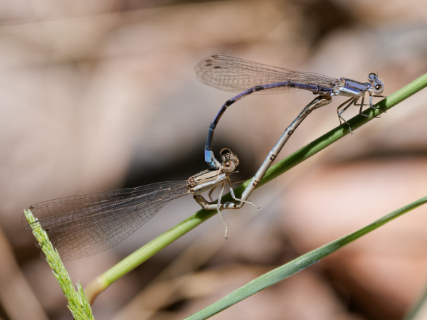 Lavender Dancer, Pair in wheel, Sycamore Creek, Maricopa, AZ, 24 May 2026 Lavender Dancer
