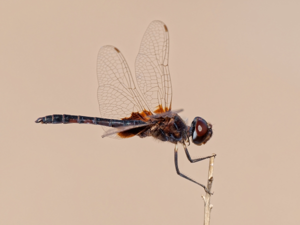 Marl Pennant