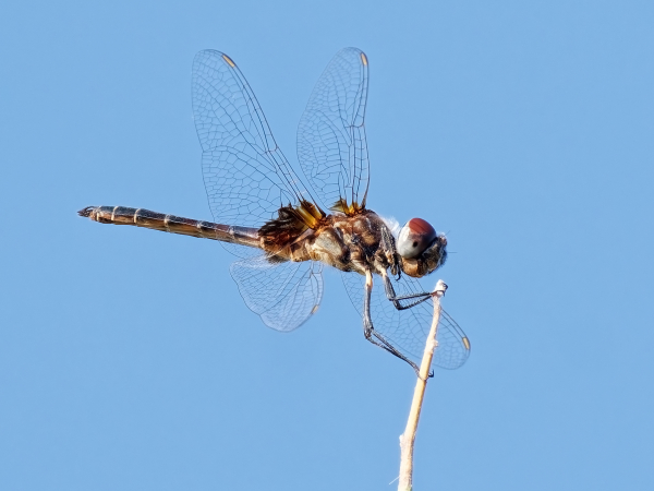 Marl Pennant