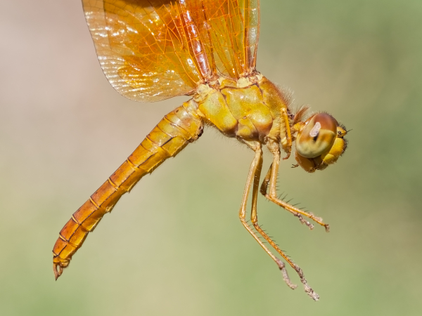 Mexican Amberwing