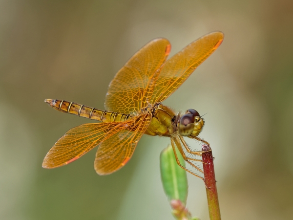 Mexican Amberwing