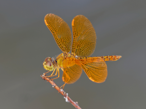 Mexican Amberwing