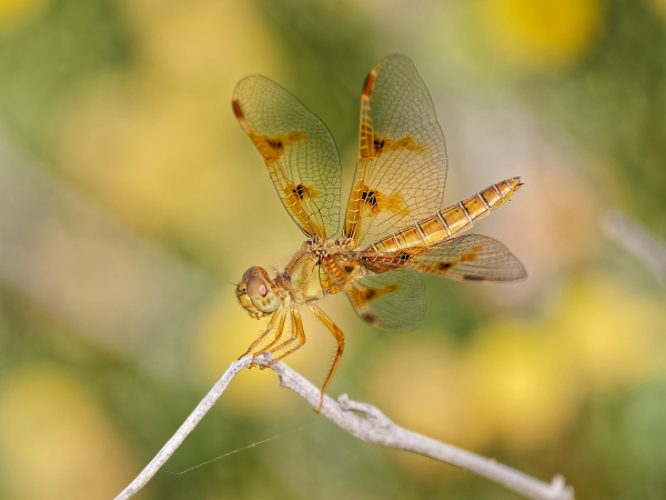 Mexican Amberwing