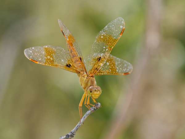 Mexican Amberwing