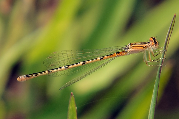 Mexican Forktail