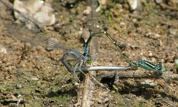Mexican Forktail