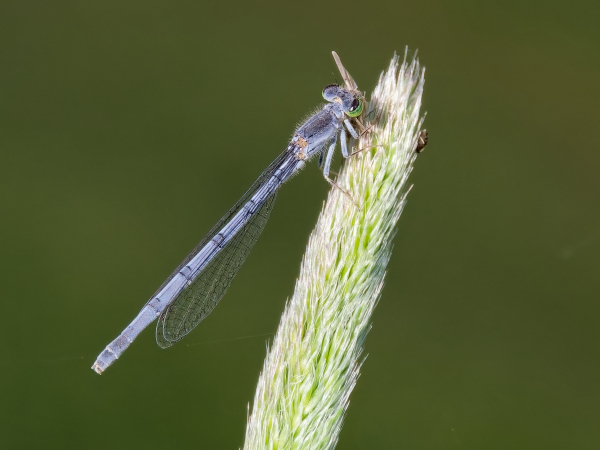 Mexican Forktail