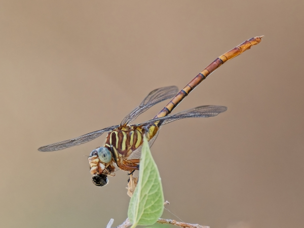 Narrow-striped Forceptail