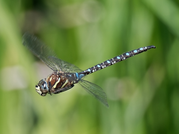 Paddle-tailed Darner