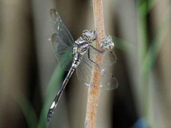 Pale-faced Clubskimmer