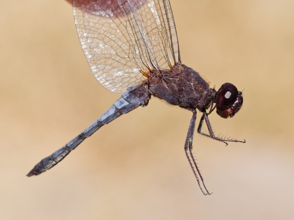 Plateau Dragonlet