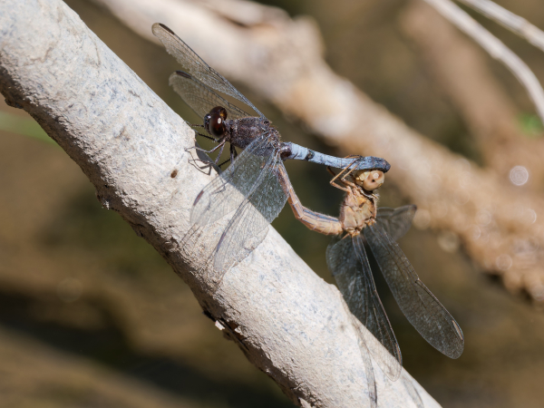 Plateau Dragonlet