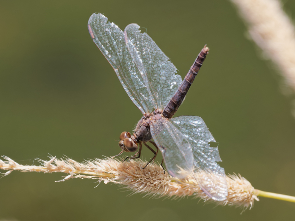Plateau Dragonlet