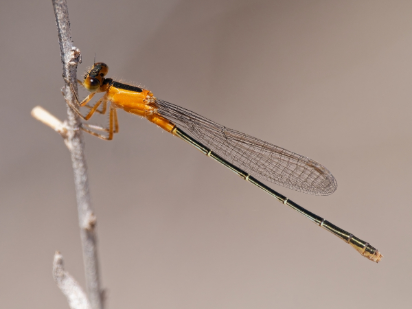 Rambur's Forktail
