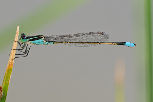 Rambur's Forktail