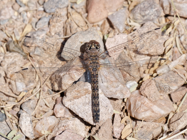 Red Rock Skimmer
