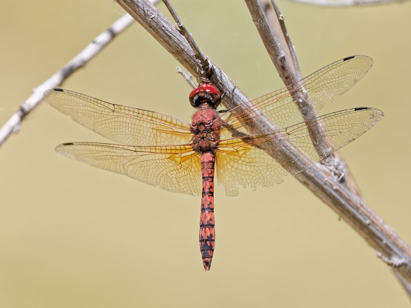 Red Rock Skimmer