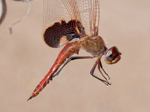 Red Saddlebags