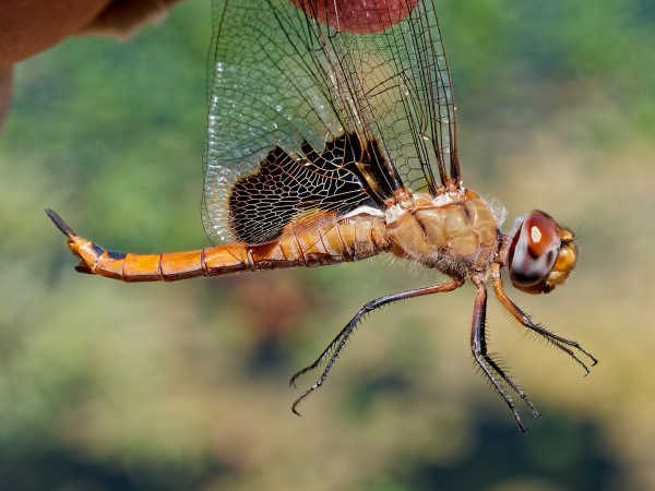Red Saddlebags