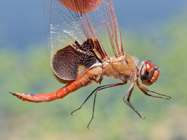 Red Saddlebags