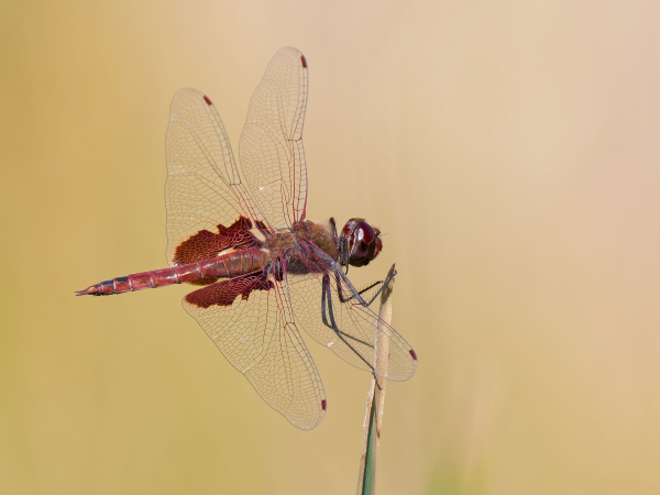 Red Saddlebags