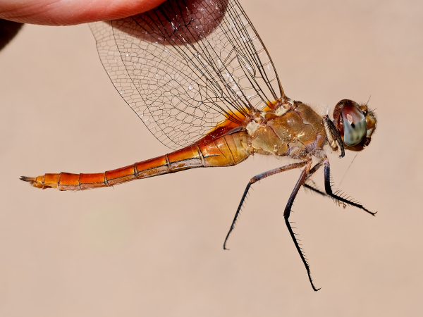 Red-tailed Pennant
