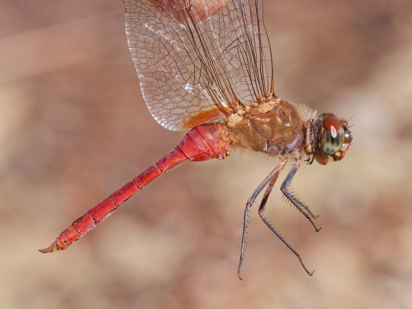 Red-tailed Pennant