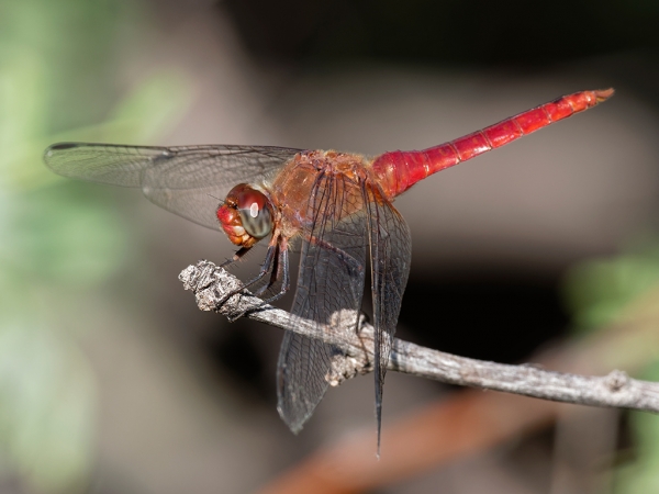 Red-tailed Pennant