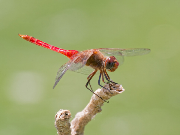 Red-tailed Pennant