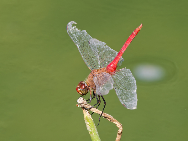 Red-tailed Pennant