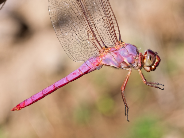 Roseate Skimmer