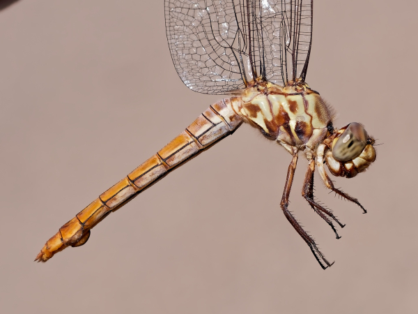 Roseate Skimmer