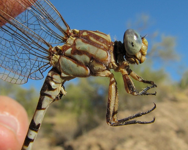 【ノブタ】dragonfly  generix Project Dragonfly : r/flytying