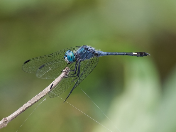 Spot-tailed Dasher
