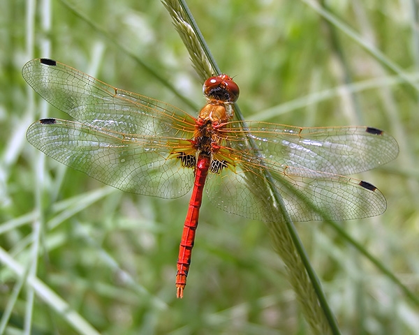 Spot-winged Meadowhawk | Arizona Dragonflies