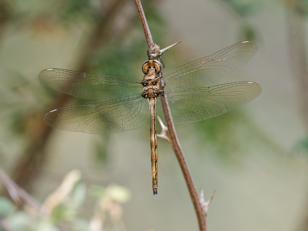Straw-colored Sylph