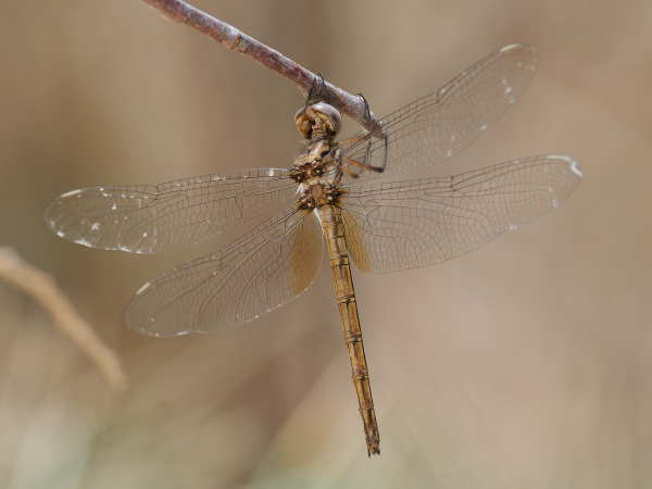 Straw-colored Sylph