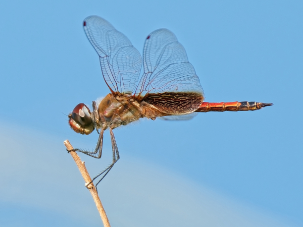 Striped Saddlebags, Male, Higley Road Ponds, Maricopa, AZ, 30 August 2025 Striped Saddlebags