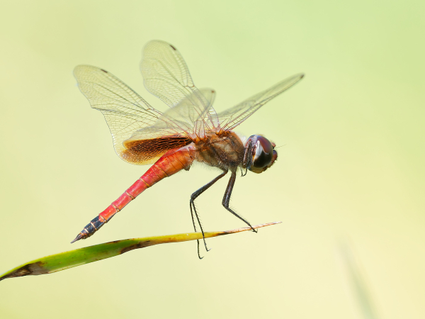 Striped Saddlebags