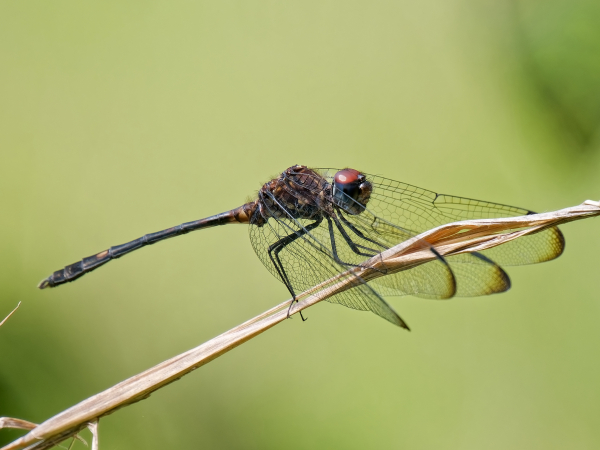 Swift Setwing