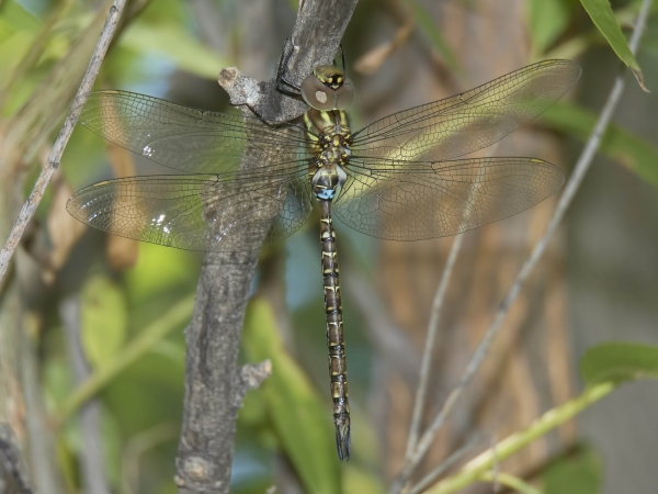 Turquoise-tipped Darner