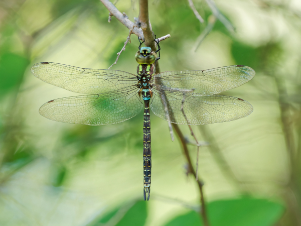 Turquoise-tipped Darner